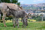 Perugia Farmhouse Backpackers - Image 5