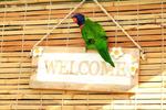Ozzie Pozzie Backpackers Port Macquarie YHA - Image 2