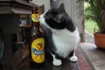 Black Sheep Hostel Medellin - Image 7
