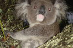Photos of Melaleuca Surfside Backpackers