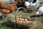 George Green Farm - Image 3