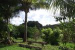 Kona Tau - Image 2