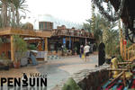 Penguin Village - Image 9