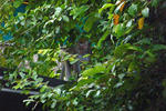Tropicana Lodge - Image 7