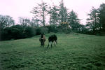Photos of Crocnaraw Country House