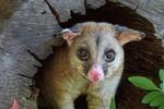 Blue Tongue Backpackers - Image 6