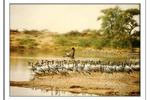 Bishnoi Village Camp and Resort - Image 4