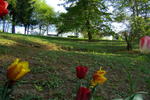 Photos of Les Iris