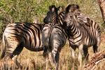 Kruger View Lodge for Backpackers - Image 9