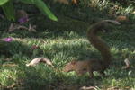 HI Holandes - Image 8