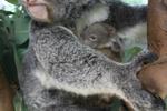 Bungalow Bay Koala Village YHA - Image 2