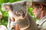 Bungalow Bay Koala Village YHA - Image 7