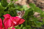 Photos of Ostellino