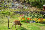 Pioneer Hostel Prince Rupert - Image 2