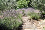 Photos of Le Terrazze