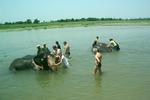 Jungle Wildlife Camp - Image 3