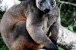 On The Wallaby - Image 2