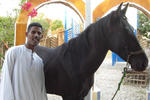 Al Salam Camp - Image 4