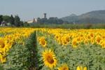 Photos of Villa Fiona B&B