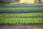 Baanrimtaling Home Stay - Image 4