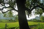 Giggling Tree - Image 8