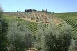 Agriturismo Podere Cappella - Image 4