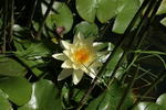 B&B Lotus Flower - Image 6