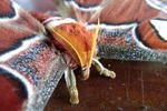 Kinabalu Mountain Lodge - Image 6