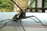 Kinabalu Mountain Lodge - Image 7
