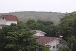 Goan Clove - Image 6