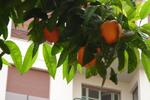 Photos of Hotel Orangers