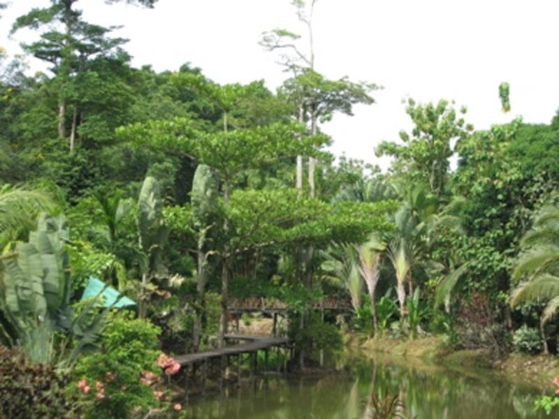 Sepilok Jungle Resort  1