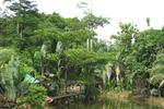 Sepilok Jungle Resort - Image 2