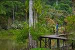 Sepilok Jungle Resort - Image 9