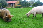 Kerikeri Farm Hostel - Image 10