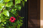 Hibiscus - Image 3