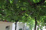 Photos of Victoria Guesthouse