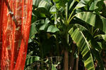 Wiki Hostel & Green Village - Image 4
