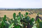 Farm Holidays Don Ignazio - Image 3