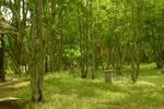 Meserani Oasis Campsite and Accommodation - Image 4