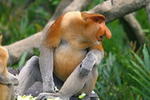 Nipah Lodge - Image 2