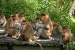 Nipah Lodge - Image 10