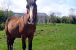 Finn Farm Hostel - Image 7