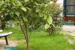 Photos of Mr Happy's Liman Hotel/Harbour Guest House