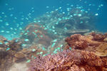 Mantaray Island Resort - Image 5