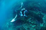 Mantaray Island Resort - Image 7