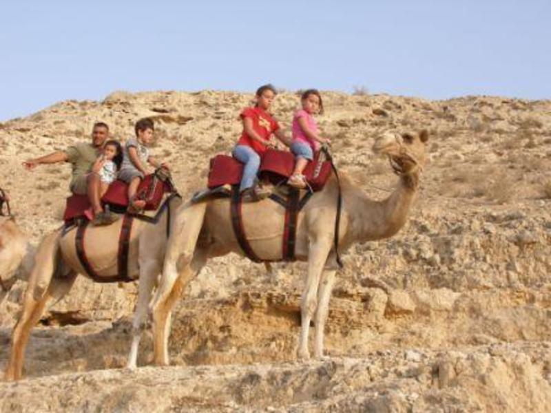 Negev Camel Ranch  3