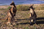 Durras Lake North Holiday Park - Image 4