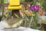 Apa Kaba Home&Stay - Image 9