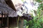 Melinda's Garden - Image 7